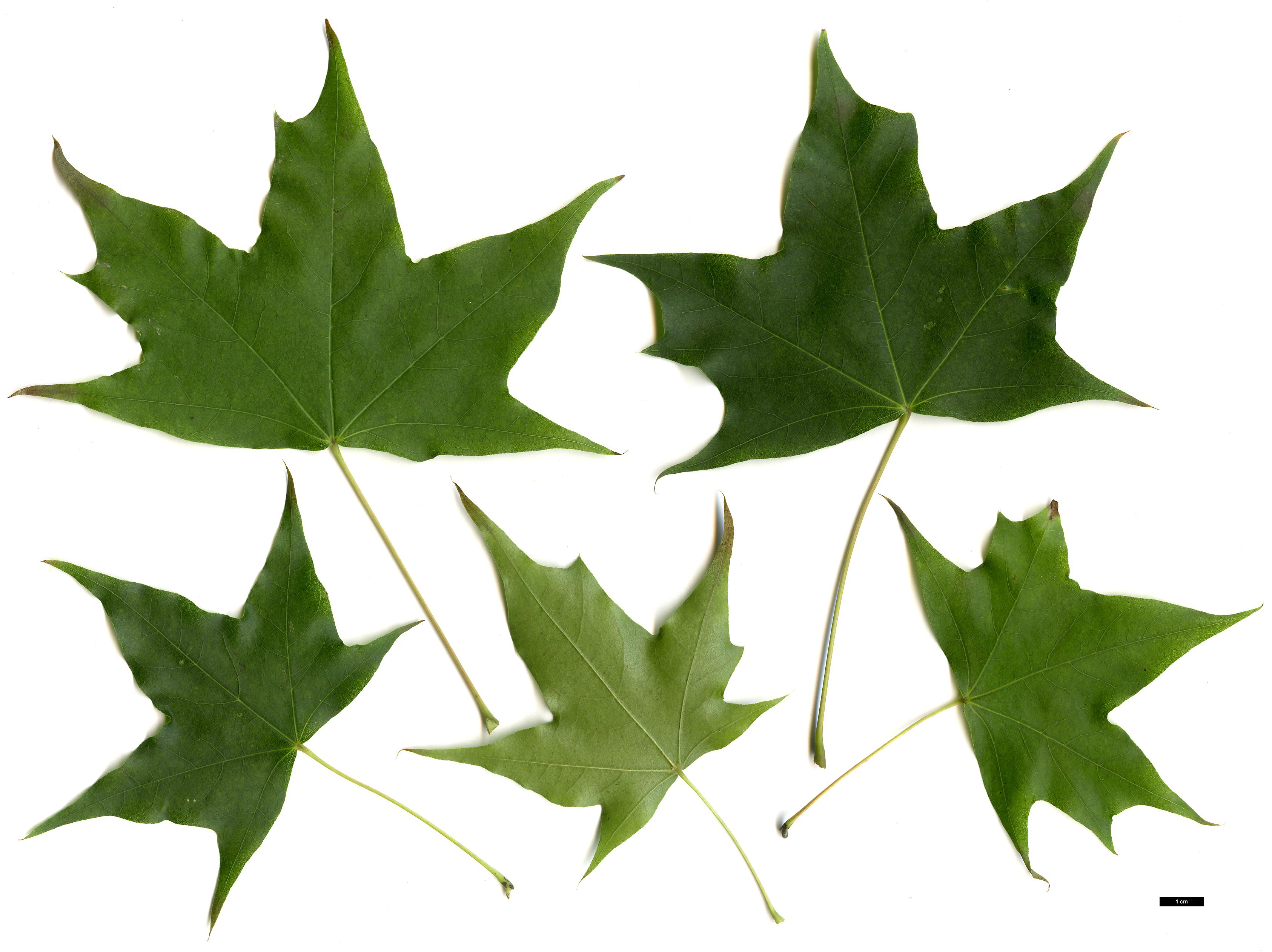 High resolution image: Family: Sapindaceae - Genus: Acer - Taxon: platanoides × A.truncatum